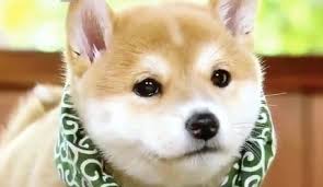 Dog2