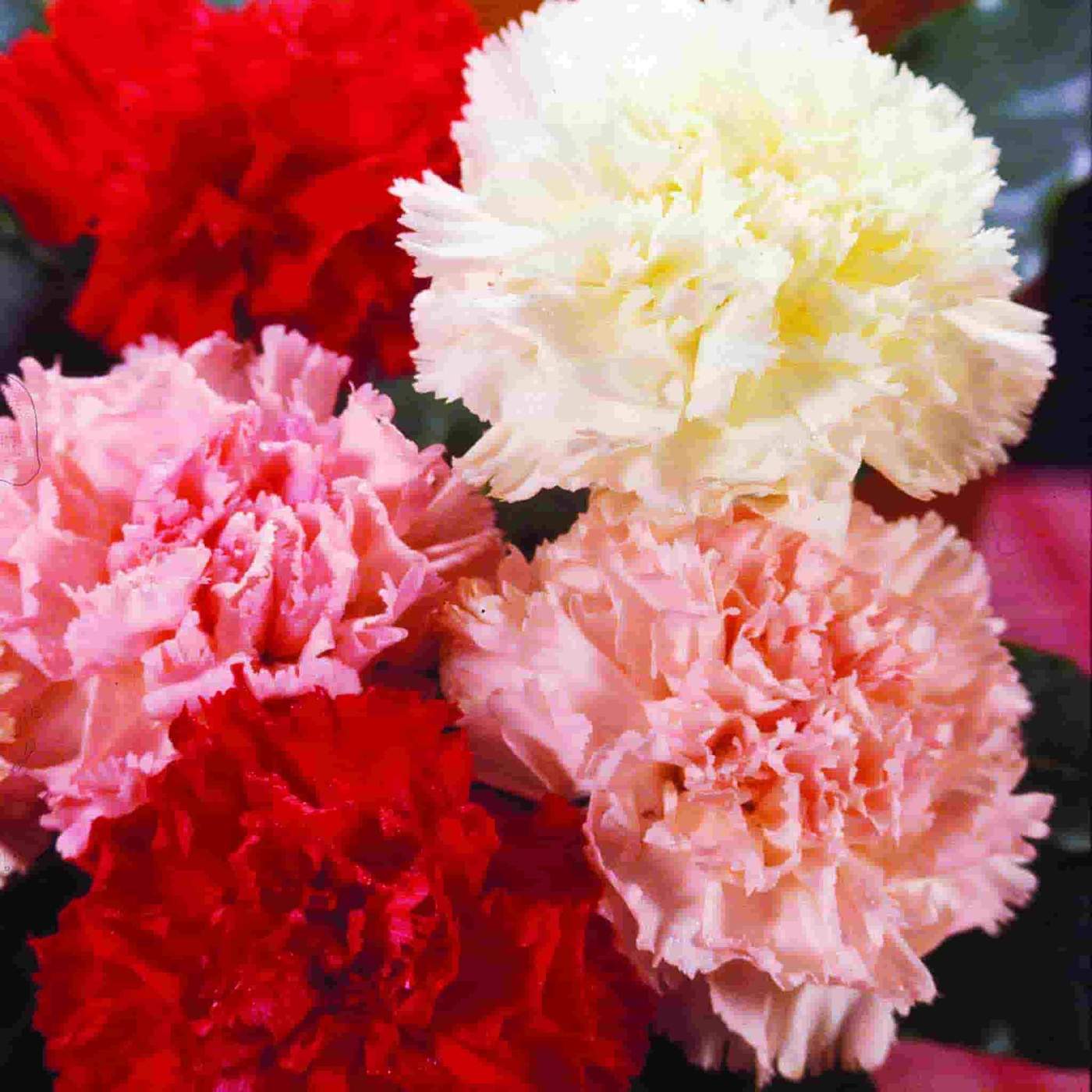 carnations