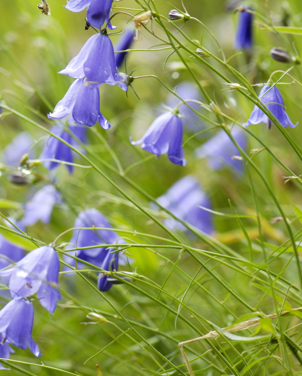 bellflowers