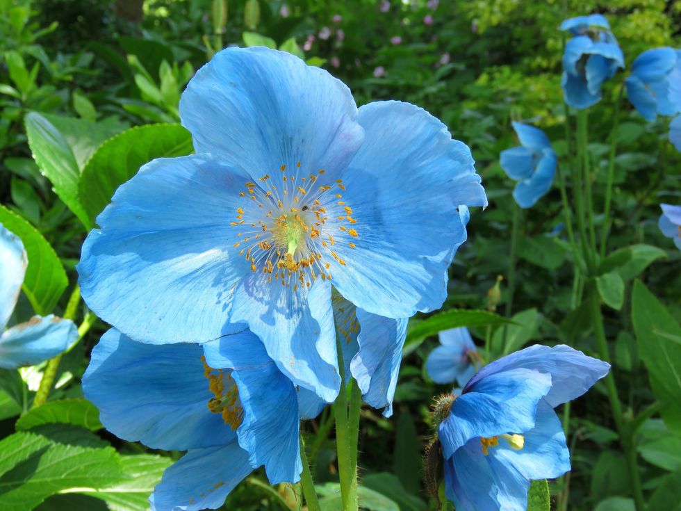 blue poppy