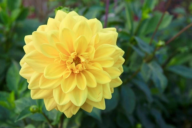 yellow dahlia