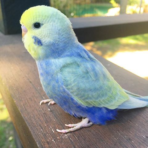 Parakeet