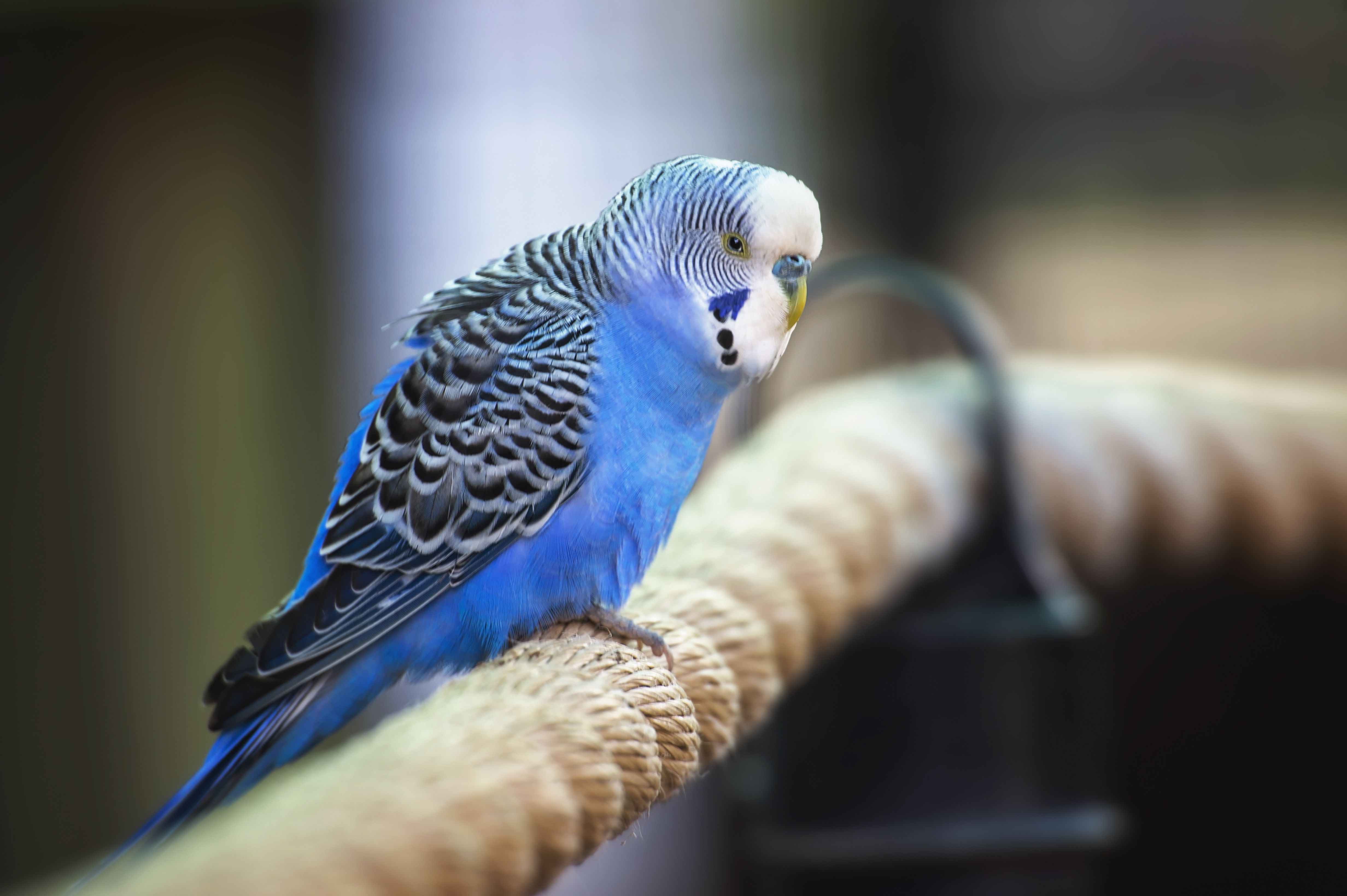 Parakeet