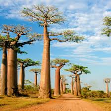 Baobab Tree