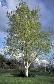 Birch Tree