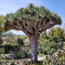 Dragon Tree