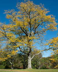 Honey Locust Tree