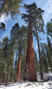 Sequoia Tree