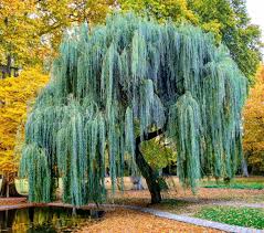 Willow Tree