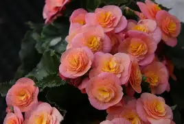 Begonia
